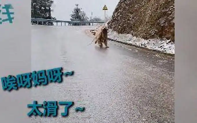 四驱还是稳当狗子一路打滑奔向主人网友它跌跌撞撞奔向你