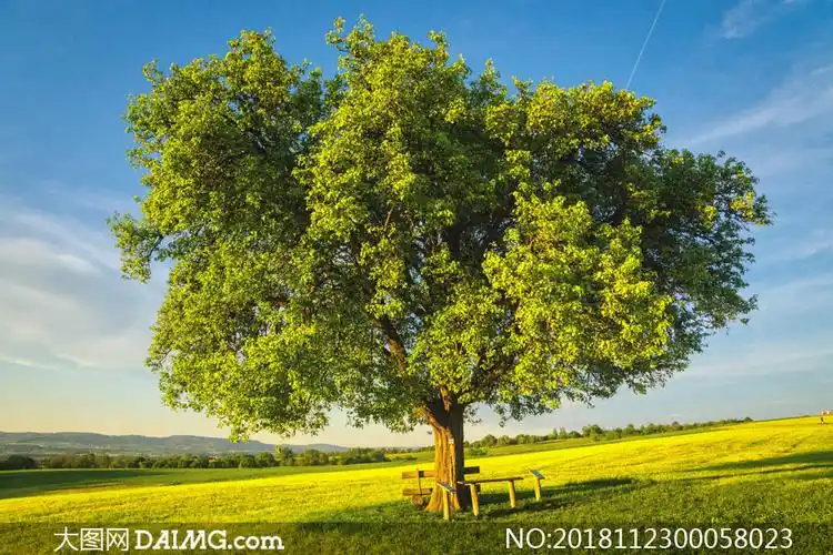 蓝天下的一颗大树摄影图片