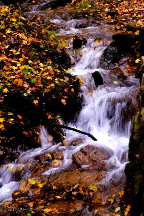 林清玄:我为什么要在秋天看枫叶