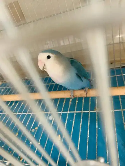 牡丹鹦鹉,蓝银390一只,高端的养殖环境,个人玩家.