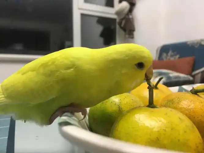 求助虎皮鹦鹉说话的技巧