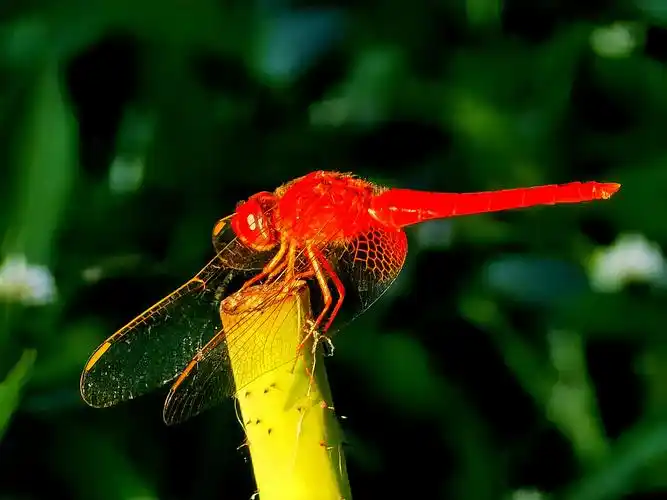 晚霞中的红蜻蜓