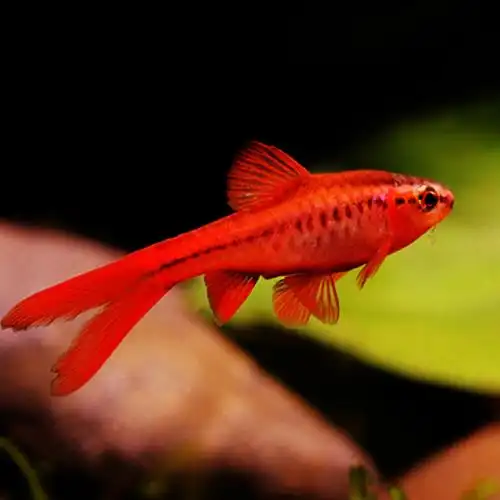 血红超红长尾樱桃红玫瑰鲫鱼水草鱼缸群游灯科鱼