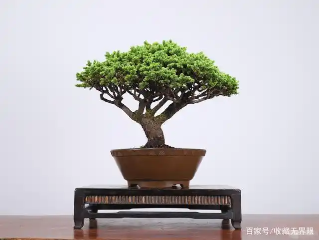 日本长寿梅红花一号,日本独有特色品种.