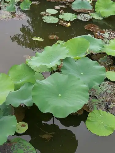 洪湖公园赏花游记 - 美篇