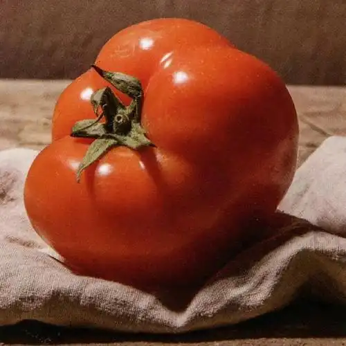 学素描必备的静物单体照片素材