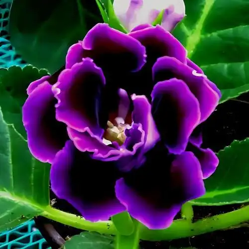 草本花卉植物《大岩桐》