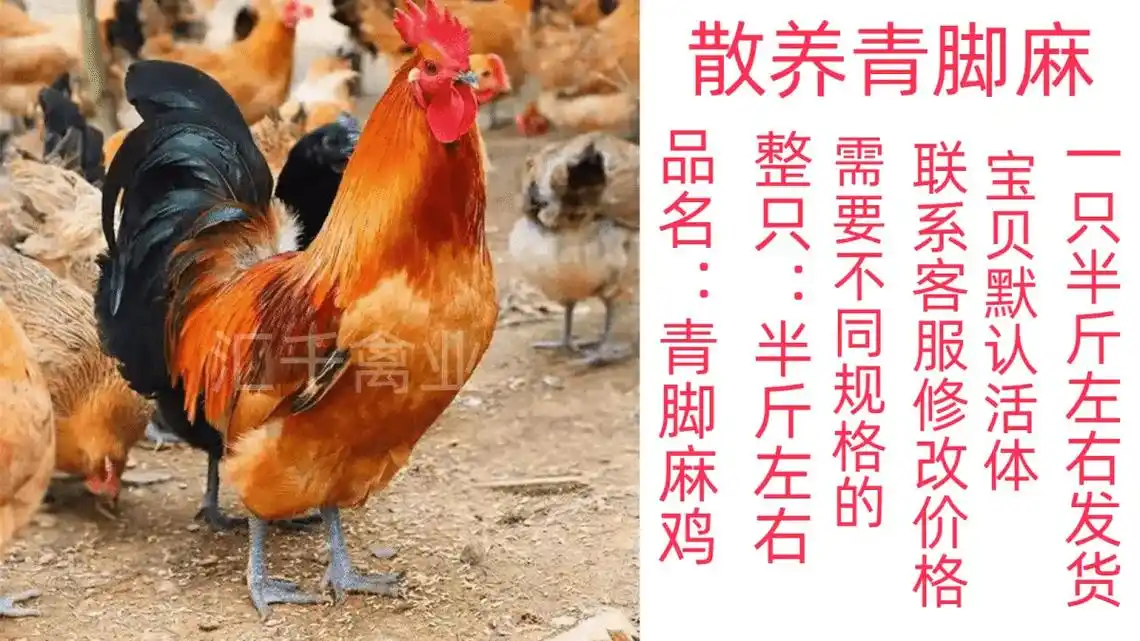 农村散养土鸡 #林下生态散养鸡  - 抖音