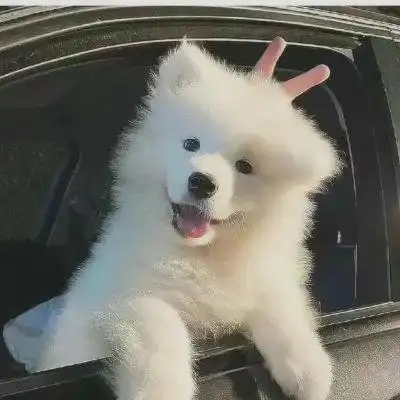 可爱治愈动物头像 高清好看的萌宠微信头像图片大全可爱_动物头像