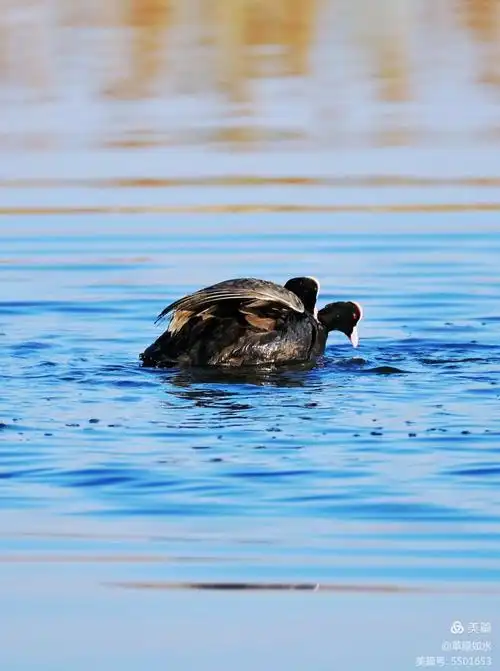 休闲惬意的白骨顶水鸡