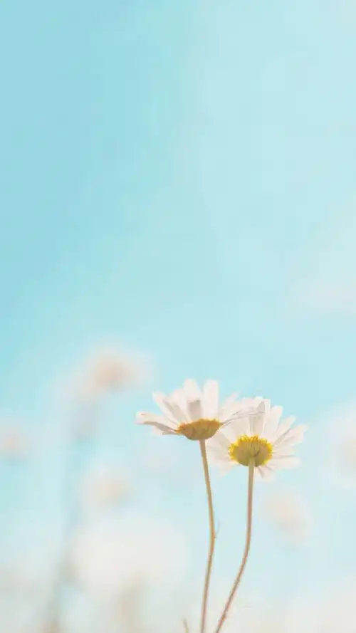 小清新养眼的花卉图片手机壁纸