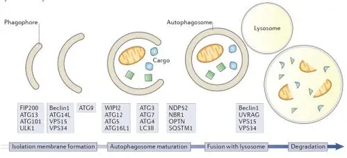 图说ampk及其信号通路的功能