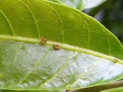 橄榄木虱,粉虱的综合防治