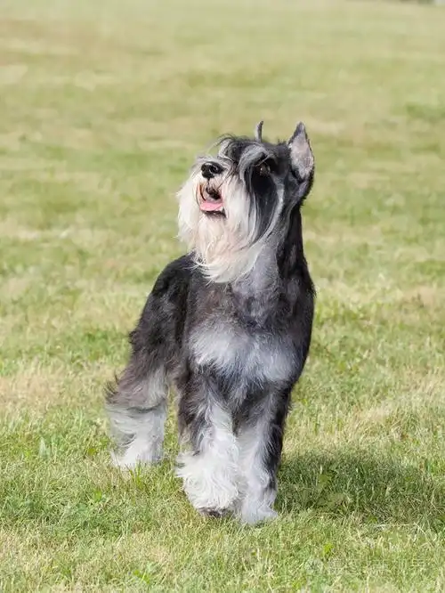 纯种狗雪纳瑞在绿色草地上
