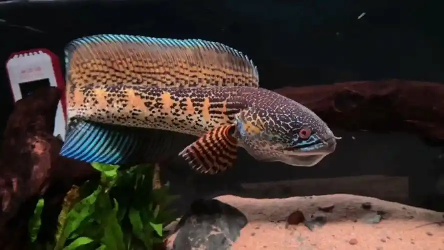 黄金眼镜蛇雷龙鱼