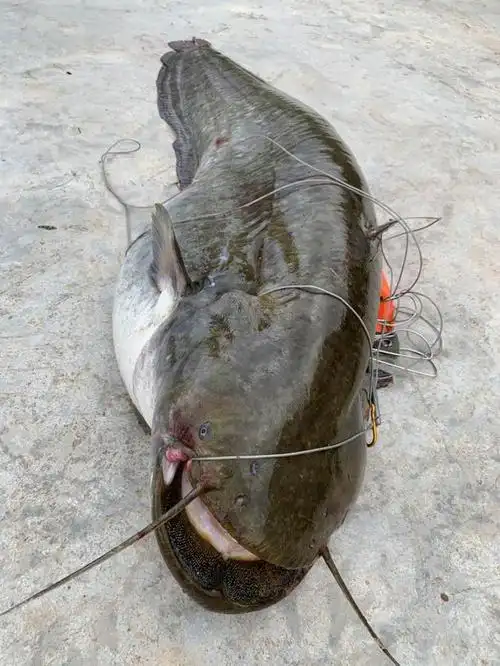 升钟湖钓获"巨怪"——66斤大口鲇出水