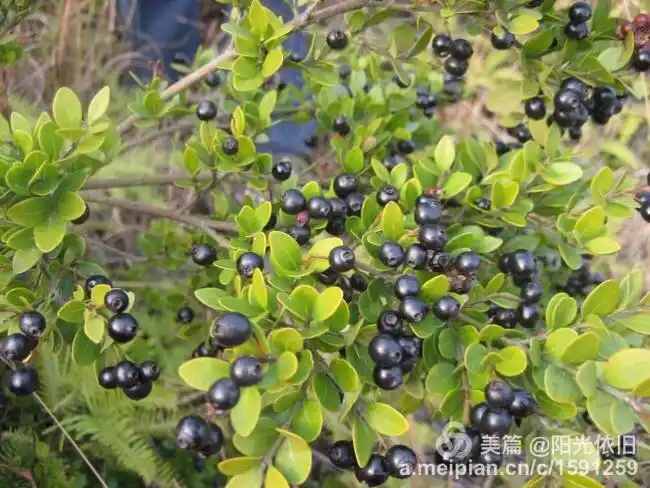 野生乌梅