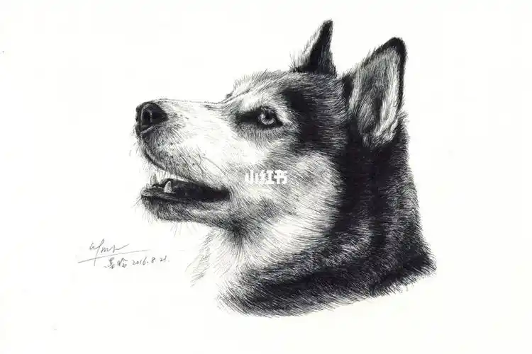 画画日常哈士奇针管笔素描