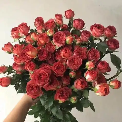 4pp多头玫瑰巧克力泡泡10枝扎