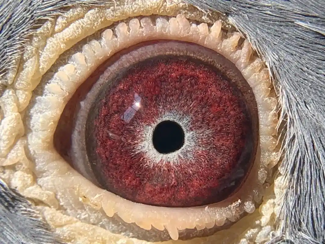 精品黑皮杨阿腾种鸽 雄鸽 高级紫罗兰眼  - 抖音