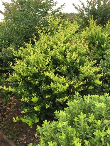 金森女贞球基地在哪里?