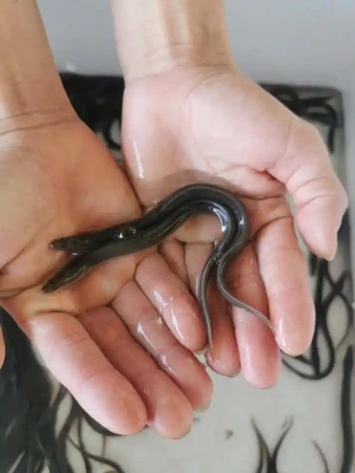 种苗鳗鱼鱼苗出售白鳝苗鳗鲡苗日本鳗鱼苗品种齐全