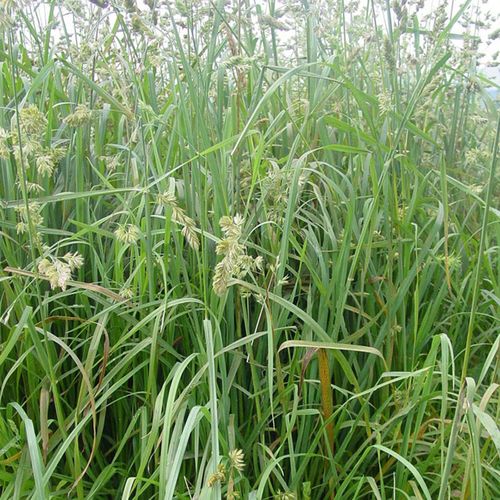 果树草种子 果园草种子 鸭茅草种子 牧草种子 鸭茅种子百慕大草皮