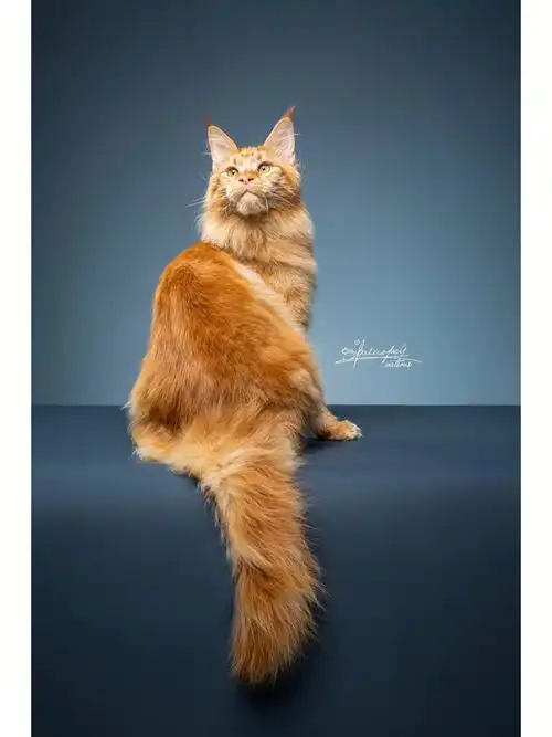 红经典虎斑缅因猫弟弟来袭