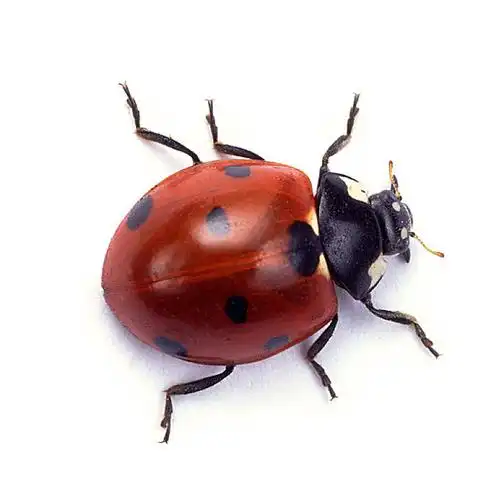 七星瓢虫_瓢虫_头像_萨里_英格兰_高清图片_全景视觉