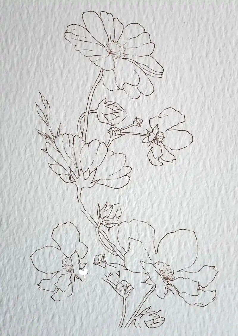 线描|那一抹明媚阳光下的格桑花 94   摸个鱼,主要新回来的钢笔开笔