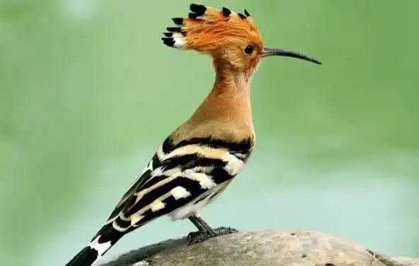 头上有一个冠的是什么鸟