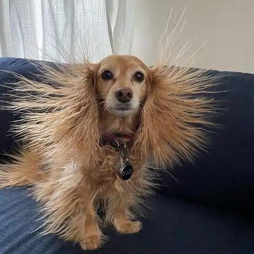 长毛腊肠犬裹毯子好想赖床,一起身竟全身炸毛,网友笑翻开屏啰!