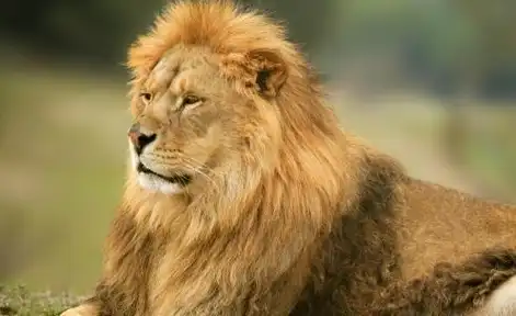 霸气雄狮从鬣狗群中夺食,狮子:这点胆量还敢出来混!_气势_时候_自然界