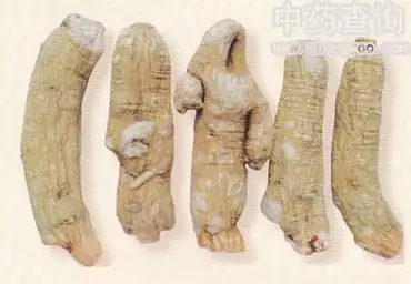 西洋参图片 - 中药图谱