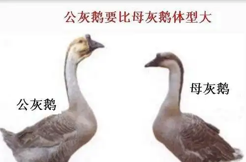 灰鹅怎样分公母