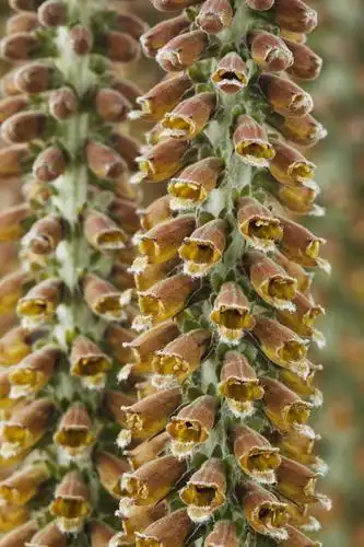 无人,竖图,室内,特写,白天,美景,植物,英国,景观,尖顶,褐色,花,花瓣