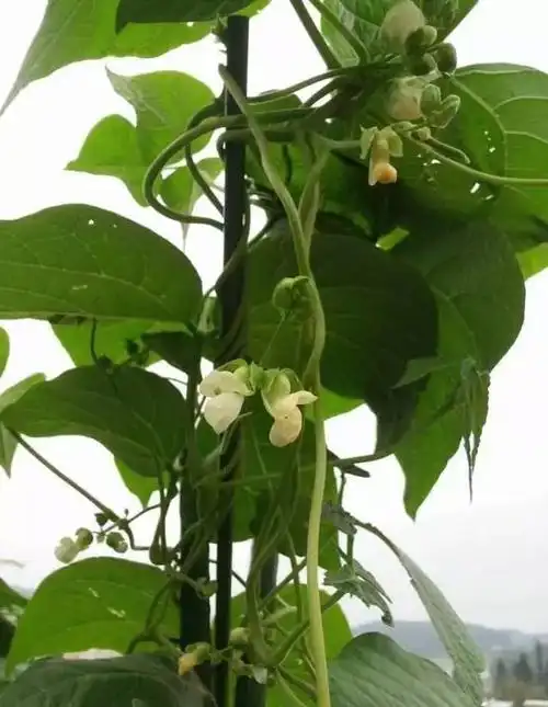 扁豆可以当花种麻绳引蔓织就绿色挂毯好吃更能赏心悦目