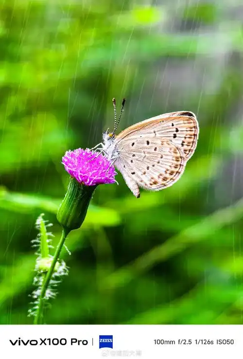 微博影像年#雨蝶一只蝴蝶停靠在天台的蒲公英花上,静静地采着蜜,久久