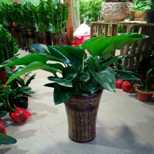 深圳同城大金钻红钻花卉吸甲醛净化空气办公室内客厅盆栽植物促销