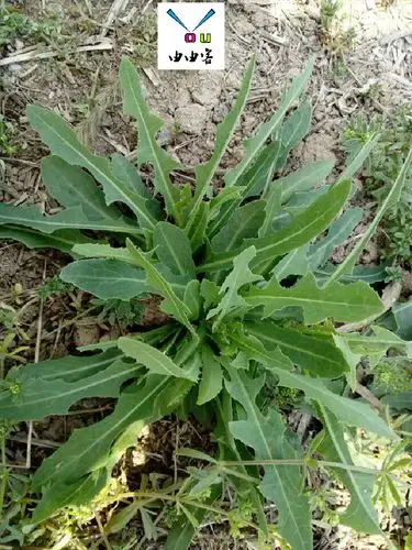 由由客天然中草药-新鲜野生野苦菜曲曲菜曲麻菜苣荬菜