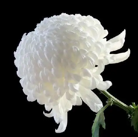 配图主题 《祭奠》http://data1.act3.qq.