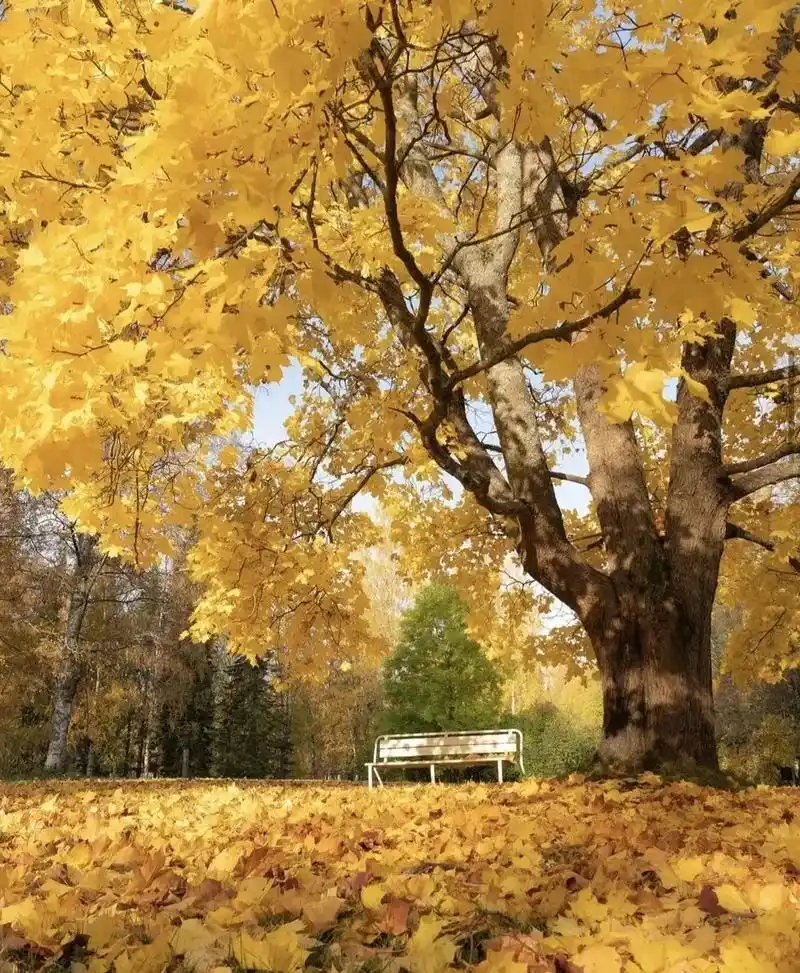 这些摄影师拍的唯美秋叶,美醉了一整个秋季!