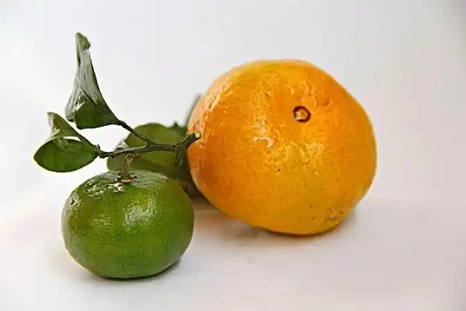 非常卓越周五美食大放送