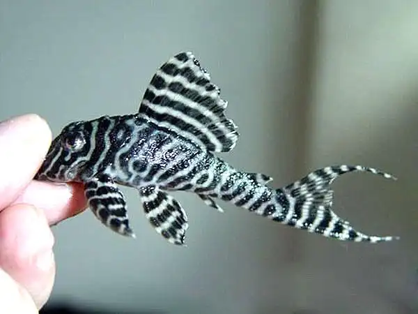 国王迷宫异型鱼怎么养