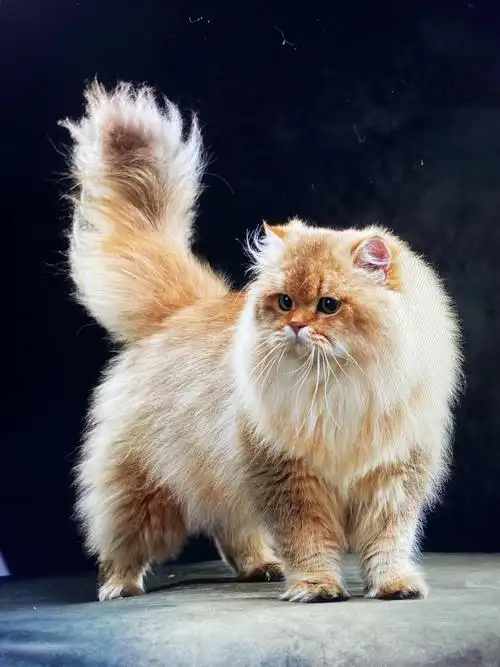 金渐层小猫接受预定!长毛血