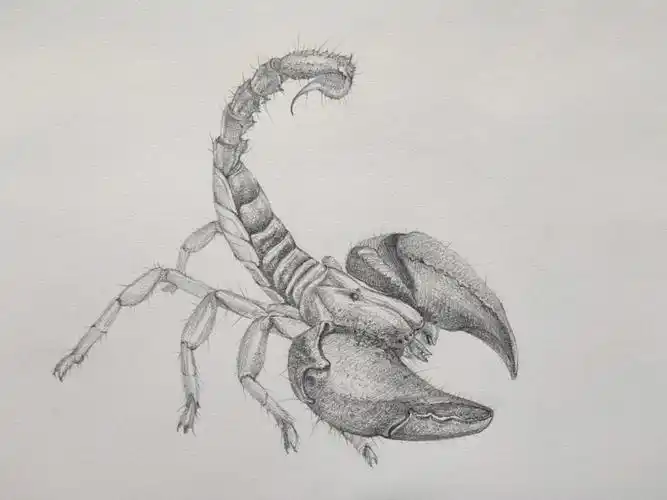 蝎子印度红爪雨淋蝎