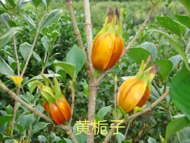 展开全部 黄栀,又称:栀子,黄栀子,山栀子,客家人叫做黄果.灌木, 00.