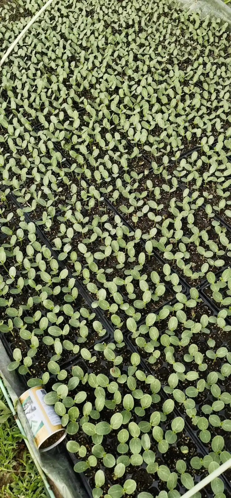 需要西瓜苗甜瓜苗以及其它菜苗的朋友可以微我,有质量保证,苗子 - 抖