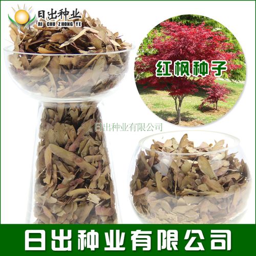 新采红枫种子 日本红枫 中国红枫 羽毛枫 改良红枫