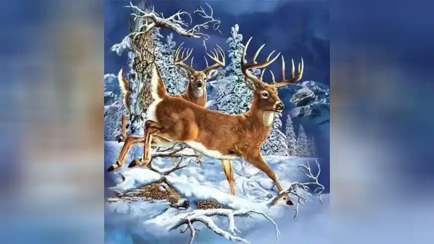 疯狂考眼力!看到11只的超级鬼才!你能看到多少只呢?